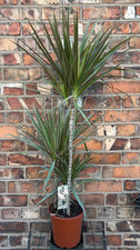 Large Dracaena Marginata Dragon Tree Tropical Evergreen Variegated Shrub 1m