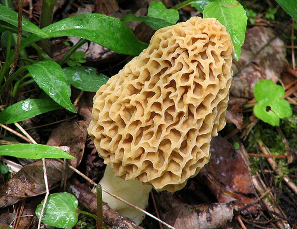 Morel Mushroom Spores in Sawdust Bag Makes New product! New type Grow Garden Kit Max 60% OFF 5 gal