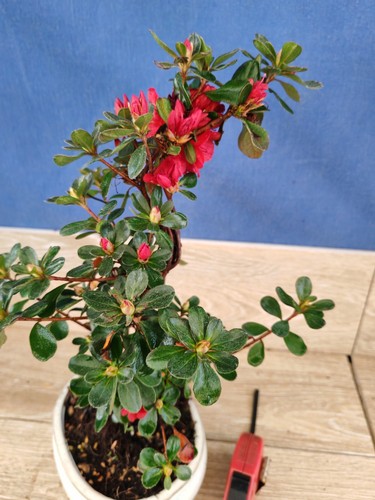 bonsai di azalea h 42 cm visita il negozio - Foto 3 di 9
