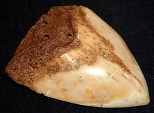 Dent De Requin Heller Megalodon Fossile, 196,6g 103x81x22mm