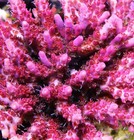 Vivid Confetti Acropora Frag Zoanthids Zoa Paly SPS LPS Corals, WYSIWYG — photo 3