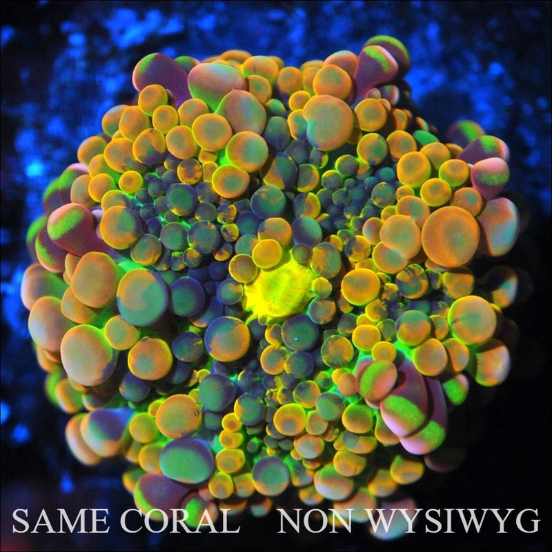 COE~ NON WYSIWYG Live Coral ~ Between Worlds Bounce Yuma Mushroom - .5''
