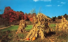 Harvest Time - Cornstalks & Pumpkins - Autumn Fall Foliage - Postcard