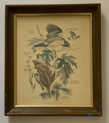 Vtg. Arthur Singer Framed Print Willow Goldfinch 6 Of A Series 12