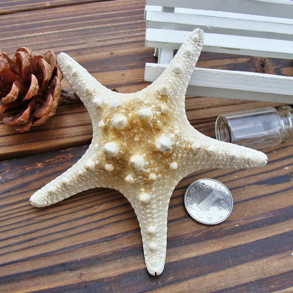 5/25pcs Flat Dried Starfish DIY Crafts Mini Sea Shells Ornaments Nautical  Decor