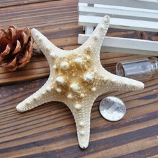 5/25pcs Flat Dried Starfish DIY Crafts Mini Sea Shells Ornaments Nautical Decor