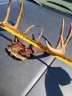 Beautiful Wild Dark Whitetail Deer Antlers 10 Pointer With A lot Of Kickers