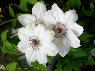 Clematis MISS BATEMAN Waldrebe weiße Blüten - 2x Blüte im Jahr - Bild 1 von 3