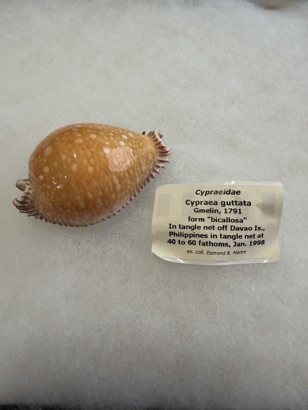 Very Rare Golden Seashell Cypraea Guttata Gmelin 1791-form “bicallosa” 66.77mm