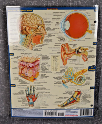 How To Study Anatomy Easily