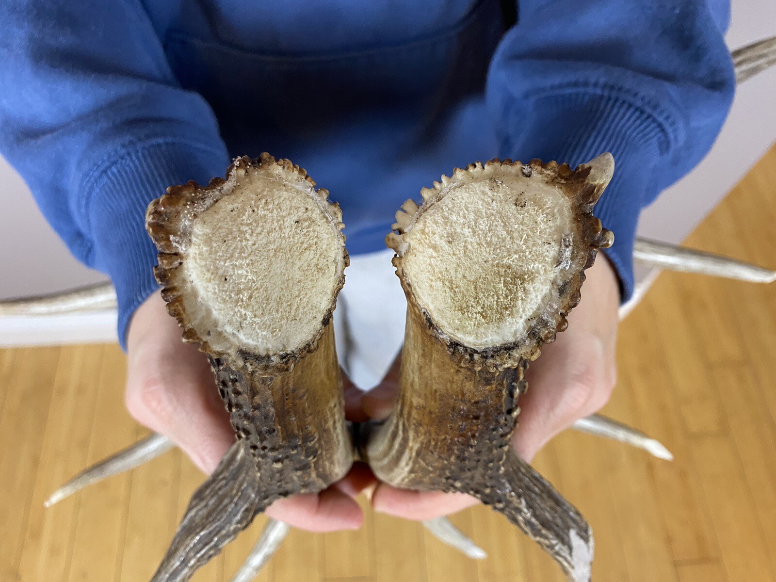 Matched Set Whitetail Deer Antlers Sheds 5x5 WILD IDAHO Horns RATTLING