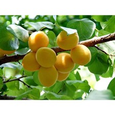 Bare-Root Dwarf Puget Gold Apricot Tree, 3–4 ft Tall, 2