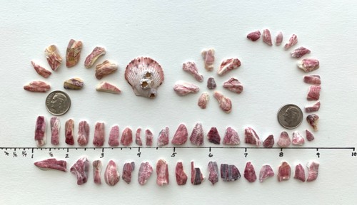 61 pezzi frammenti Barnacle cornice artistica artigianato media mista conchiglie spiaggia USA - Foto 2 di 7