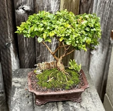 LARGE 18 YEAR OLD CAPE HONEYSUCKLE BONSAI TREE- FREE SHIPPING!