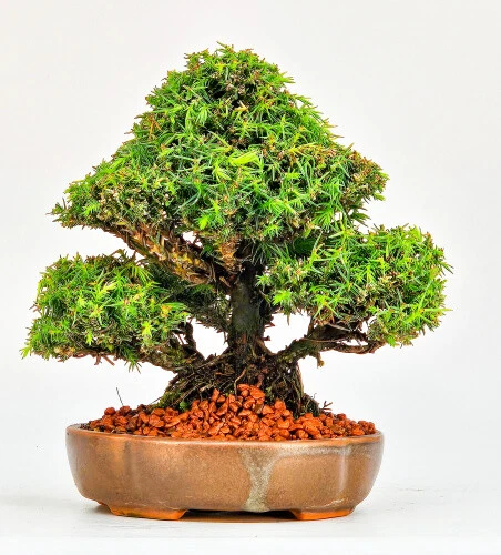 Bonsai Tanne in Bonsai-Bume online kaufen | eBay.de
