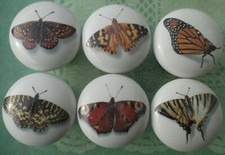Cabinet Knobs Butterflies Butterfly 8 Pretty  6 Insect