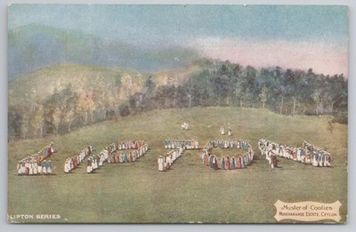 c1907 Lipton Tee Werbung Postkarte Muster of Coolies Ceylon menschliche Briefe