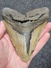 5 3/8"  100% Authentic Fossil Megalodon Shark Tooth Teeth **FREE $20 STAND! **