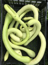 30 Trombocino Rampicante seeds; Tromboncino; Climbing Zucchini; Zucchino Squash