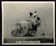 John Sinclair, CHAMPION DOGS, A Series, Large, 1938, Yorkshire Terrier, #13