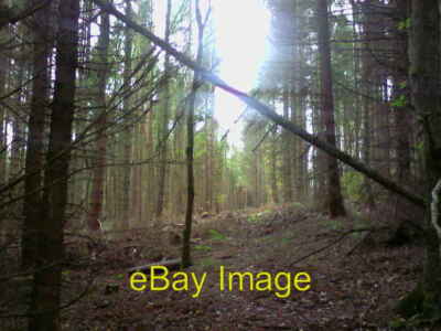 Foto 6x4 Sonne durch die Bäume Dornensitz Es wurde viel gefällt um 2007