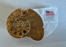 Ammonite Half Polished 3" Natural Jurassic Shell Cross Section Chambers Specimen