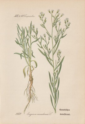 Kanadisches Berufkraut (Conyza canadensis) CHROMOLITHOGRAFIE von 1887 Botanik
