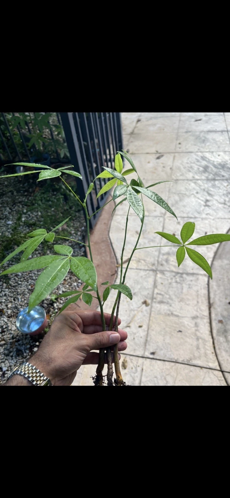 3 Pachira Aquatica Money Trees 9-12 Inches Or More. Not Same As Image
Opens in a new window or tab