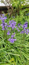 5 - 100 English Bluebell  Blue Bells Early Spring Planting Fully Hardy Flower
