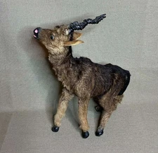 Vintage Miniature Taxidermy Twisted Horn Blackbuck Antelope REAL FUR Victorian