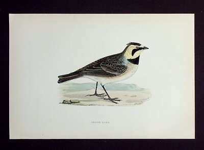 RUFERLERCHE, original antiker ornithologischer, Vogeldruck, MORRIS, 1895