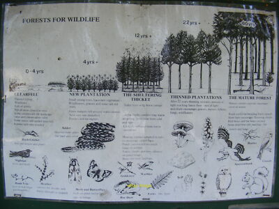 Photo 6x4 Tree Age information  sign at Butley Corner  c2011