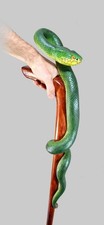 Cobra Wooden walking cane Bamboo Tree Viper full body hand carved wood art stick