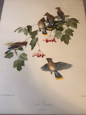 Cedar Waxwing Bird Art Print by John James Audubon | eBay