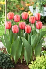 Apricot Impression Tulip Bulbs for Planting