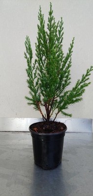 Juniper Tree, Blue Point