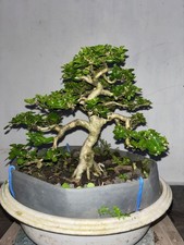 Real Picture Bonsai Premna Mame  Premna Microphylla  Bonsai Premna  Bonsai