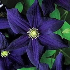 25 Dark Purple Clematis Seeds Bloom Flowers Perennial Flower Seed 128 US SELLER