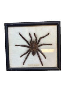 Vintage Framed Tarantula Specimen Eurypelma spincrus – Real Spider Display
