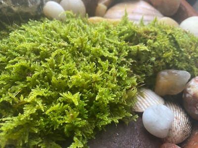Fresh Live Beautiful Sheet/ Cedar Moss