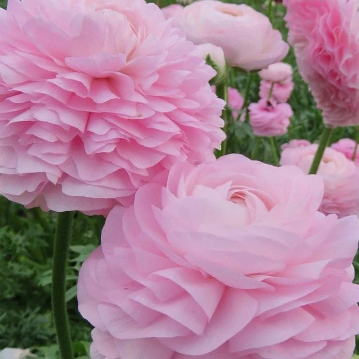 Easy to Grow 意大利 Ranunculus Elegance Rose Chiaro 5 种植物灯泡,区域 8-10 — 第 2/2 张图片