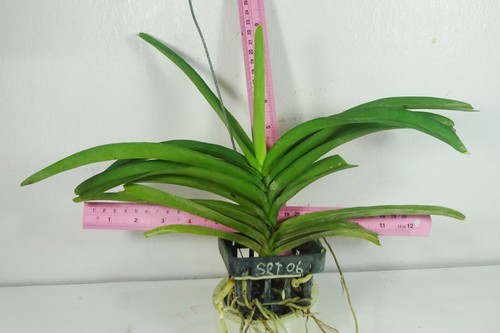 Rhynchorides Bangkok Sunset x Vanda Wilas 'Orange', Flowering Size, Orchid plant - Bild 3 von 6