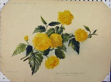 Original Old Antique Print 1897 Hardy Deciduous Flowering Shrub Yellow 19th