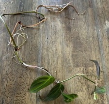 Philodendron Micans Pre-rooted Cutting Rare Plant Velvet Leaf Green & Bronze