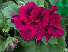 Regal Pelargonium - Dark Secret - Half Hardy Perennial - 9cm Pot.