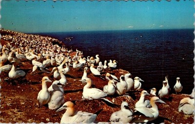 1976 UNIC Photochrom Postcard Northern Gannets Colony Île Bonaventure Québec