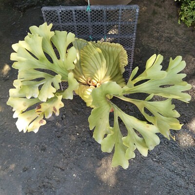 13 Spores type Platycerium Staghorn Fern Species Hybrid rare from