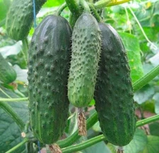 Bettina F1 10 Seeds . cucumber Seeds