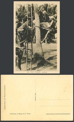 Indien alte Echt Foto AK Madras Toddy Schubladen, einheimischer Baumkletterer & Leiter