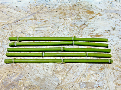 5PCS 1/2'' Diameter Fresh Cut Natural Bamboo For Decor 12''